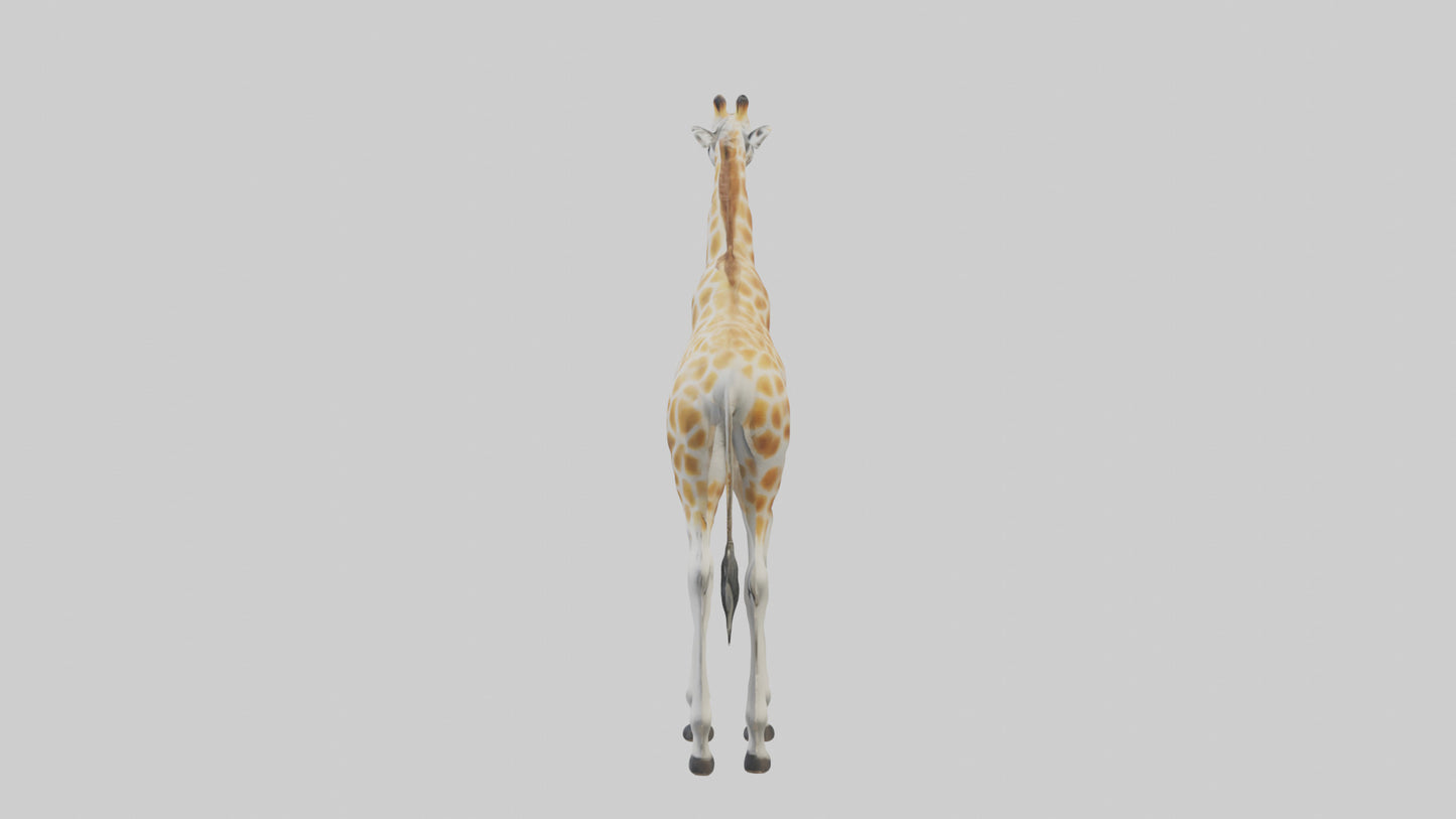 Giraffe Legs Model VR / AR / low-poly