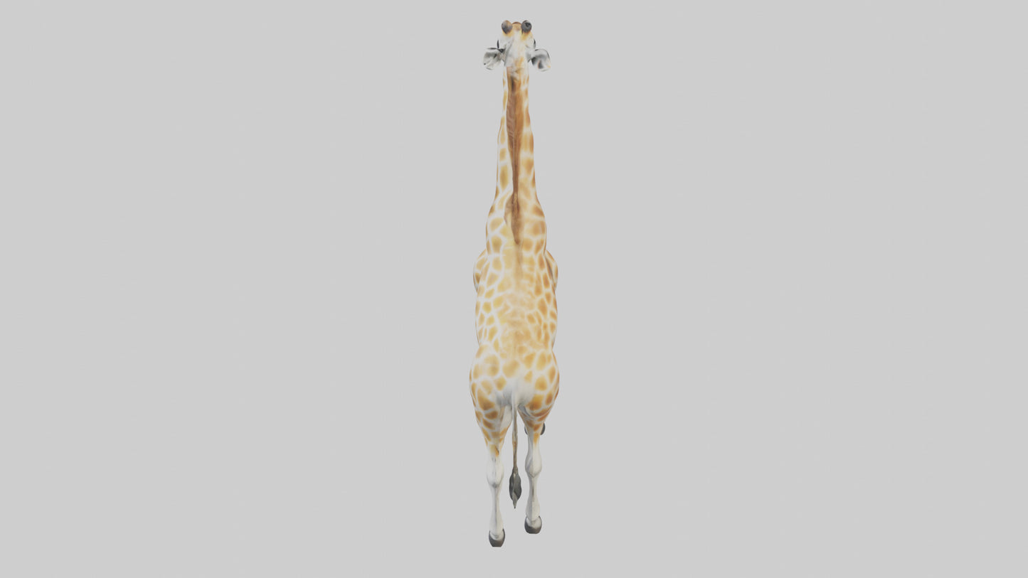 Giraffe Legs Model VR / AR / low-poly