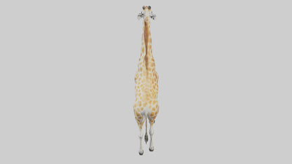 Giraffe Legs Model VR / AR / low-poly