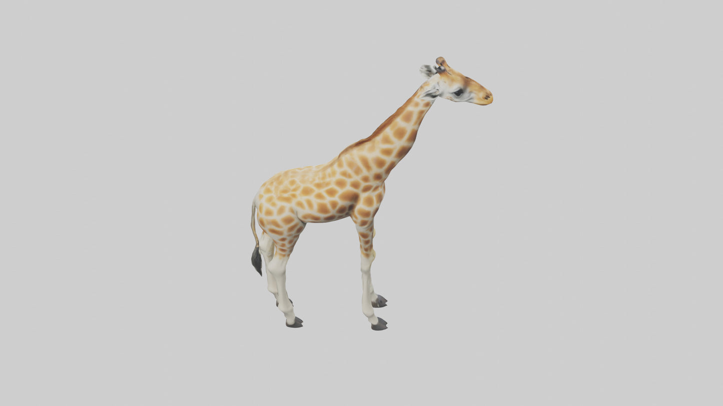 Giraffe Legs Model VR / AR / low-poly