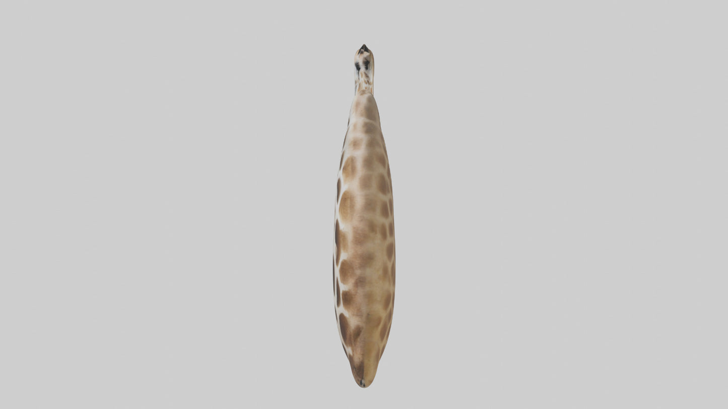 Giraffe Lungs VR / AR / low-poly