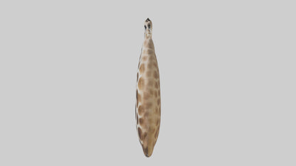 Giraffe Lungs VR / AR / low-poly