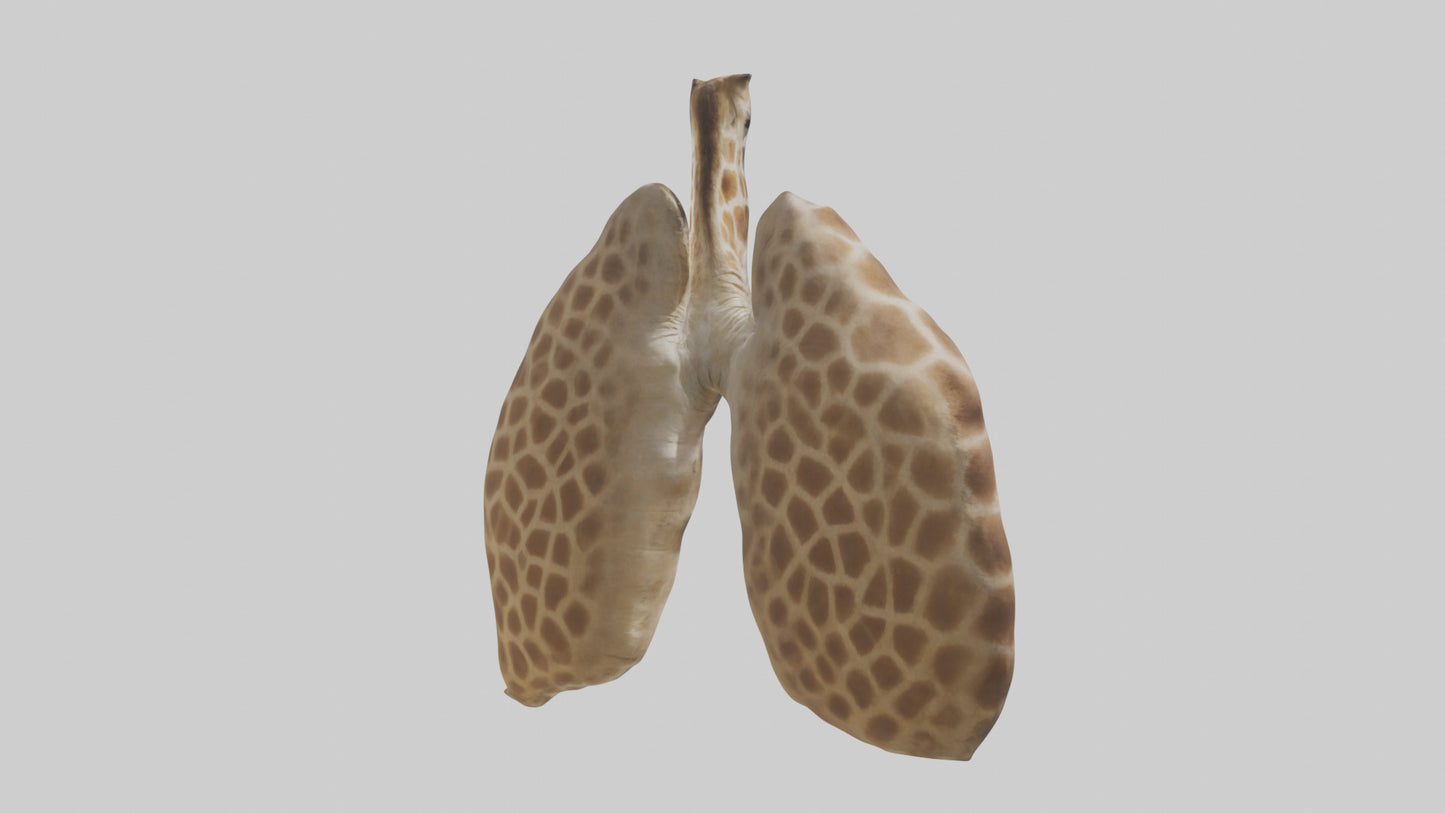 Giraffe Lungs VR / AR / low-poly
