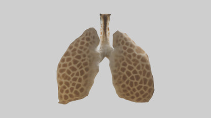 Giraffe Lungs VR / AR / low-poly