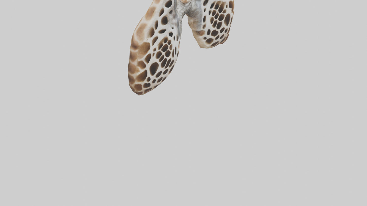 Giraffe Lungs VR / AR / low-poly