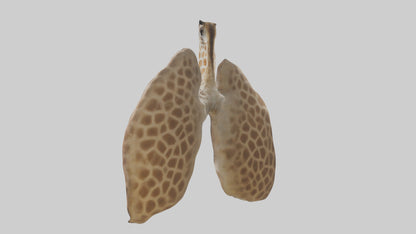 Giraffe Lungs VR / AR / low-poly
