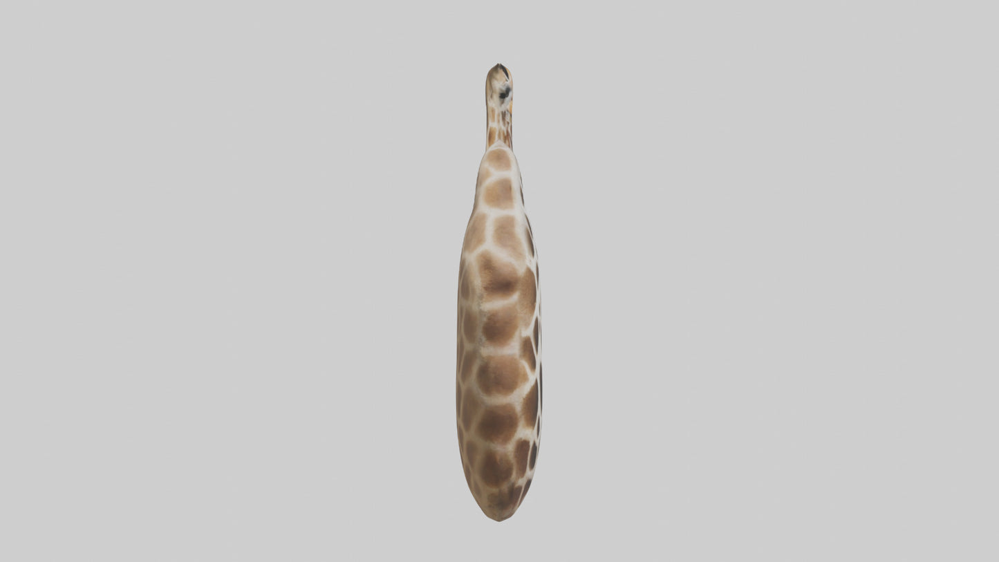Giraffe Lungs VR / AR / low-poly