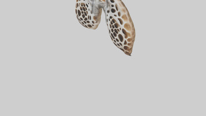 Giraffe Lungs VR / AR / low-poly
