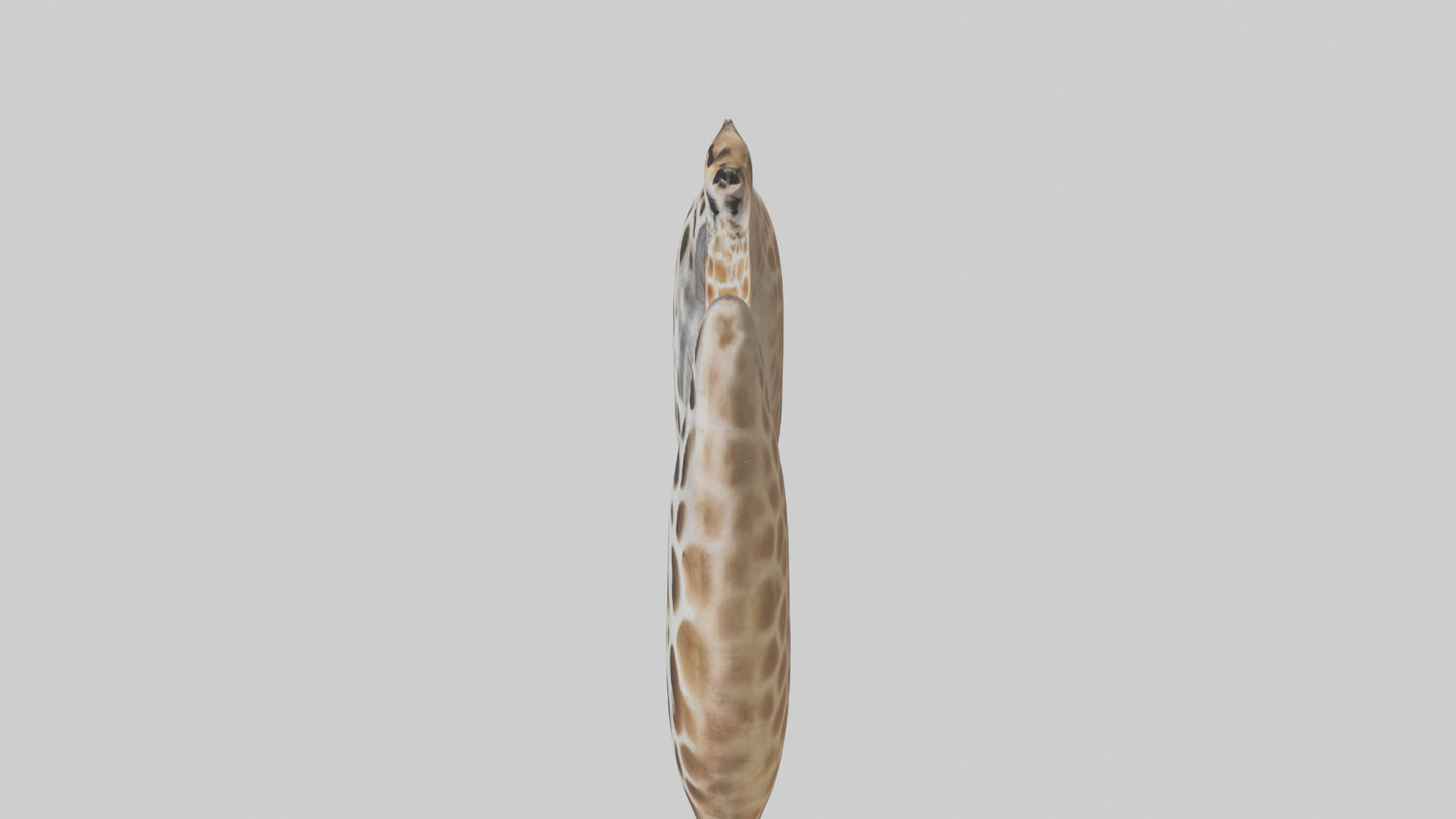 Giraffe Lungs VR / AR / low-poly