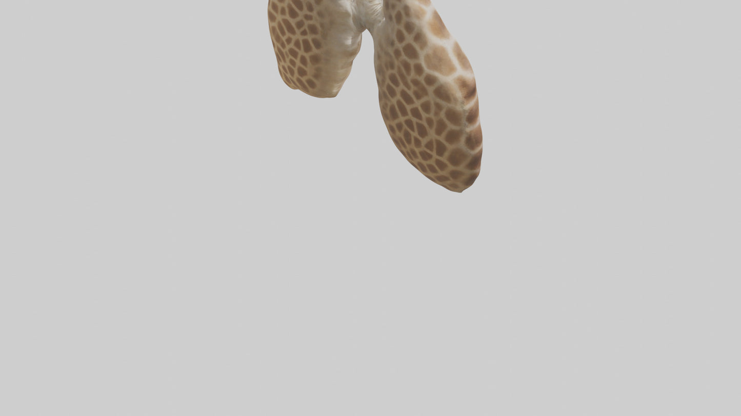 Giraffe Lungs VR / AR / low-poly