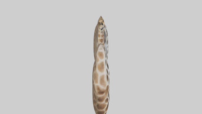 Giraffe Lungs VR / AR / low-poly