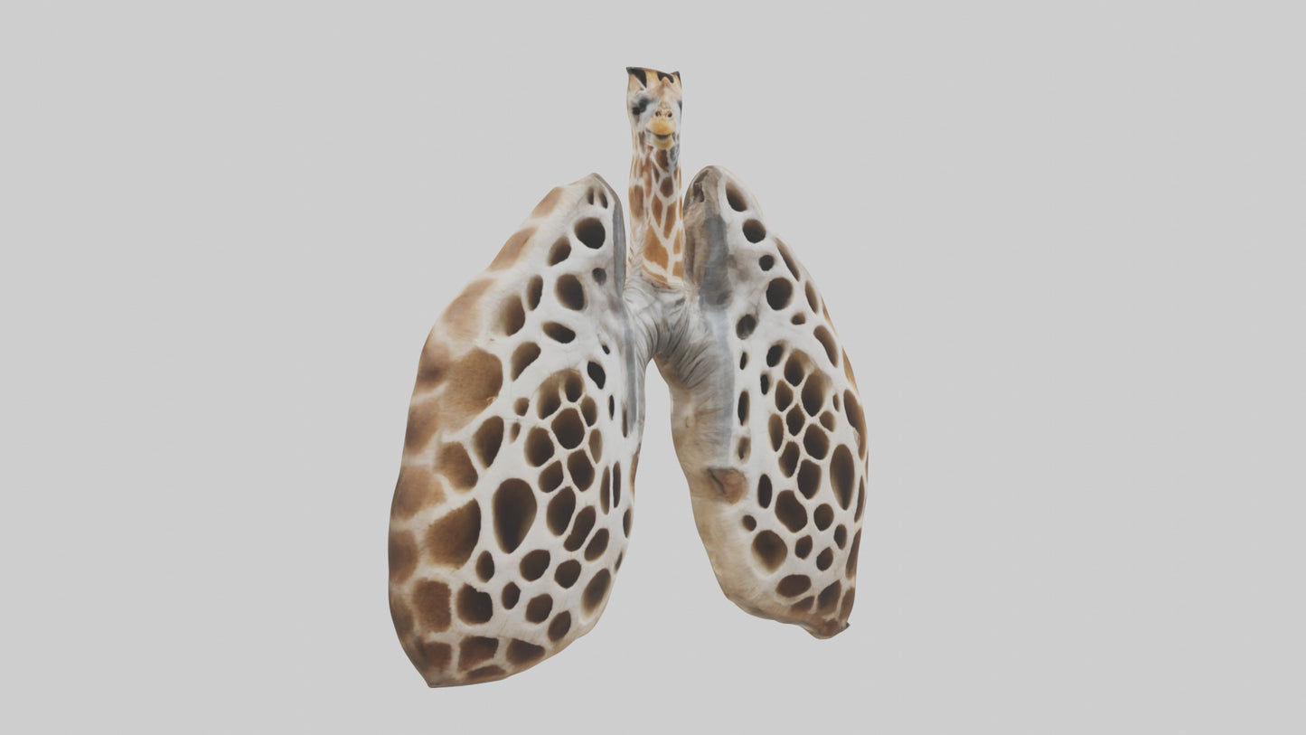 Giraffe Lungs VR / AR / low-poly
