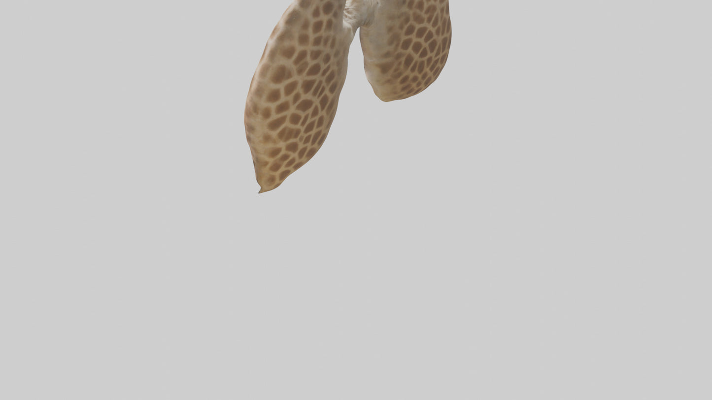 Giraffe Lungs VR / AR / low-poly