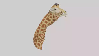 3D model Giraffe Neck Model VR / AR / low-poly