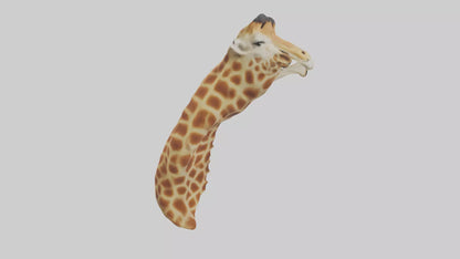 3D model Giraffe Neck Model VR / AR / low-poly