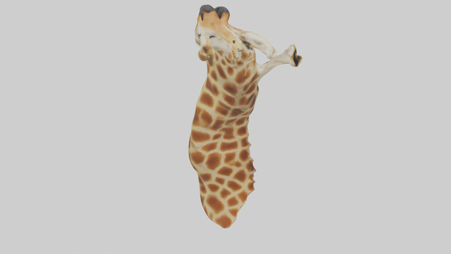 3D model Giraffe Neck Model VR / AR / low-poly