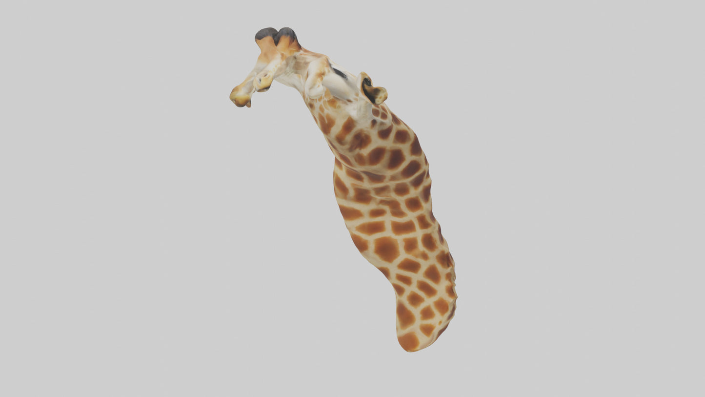 3D model Giraffe Neck Model VR / AR / low-poly