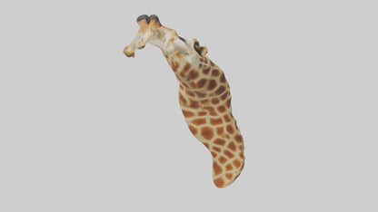 3D model Giraffe Neck Model VR / AR / low-poly