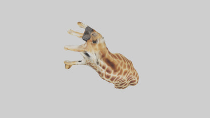 3D model Giraffe Neck Model VR / AR / low-poly