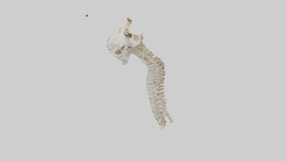 3D model Giraffe Neck Skeleton model VR / AR / low-poly