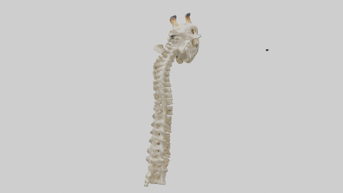 3D model Giraffe Neck Skeleton model VR / AR / low-poly