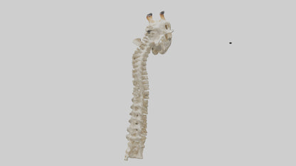 3D model Giraffe Neck Skeleton model VR / AR / low-poly