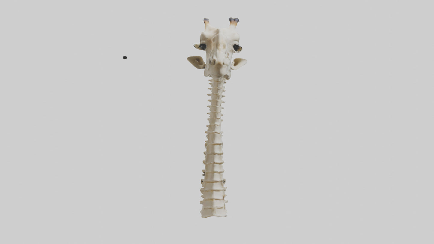 3D model Giraffe Neck Skeleton model VR / AR / low-poly