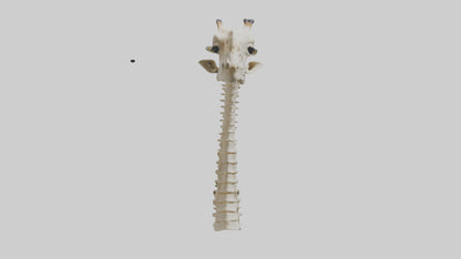 3D model Giraffe Neck Skeleton model VR / AR / low-poly