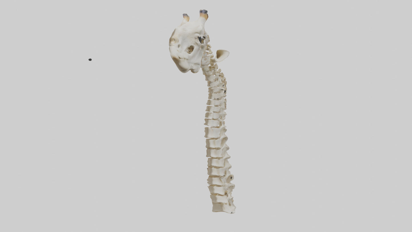 3D model Giraffe Neck Skeleton model VR / AR / low-poly