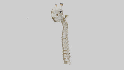 3D model Giraffe Neck Skeleton model VR / AR / low-poly