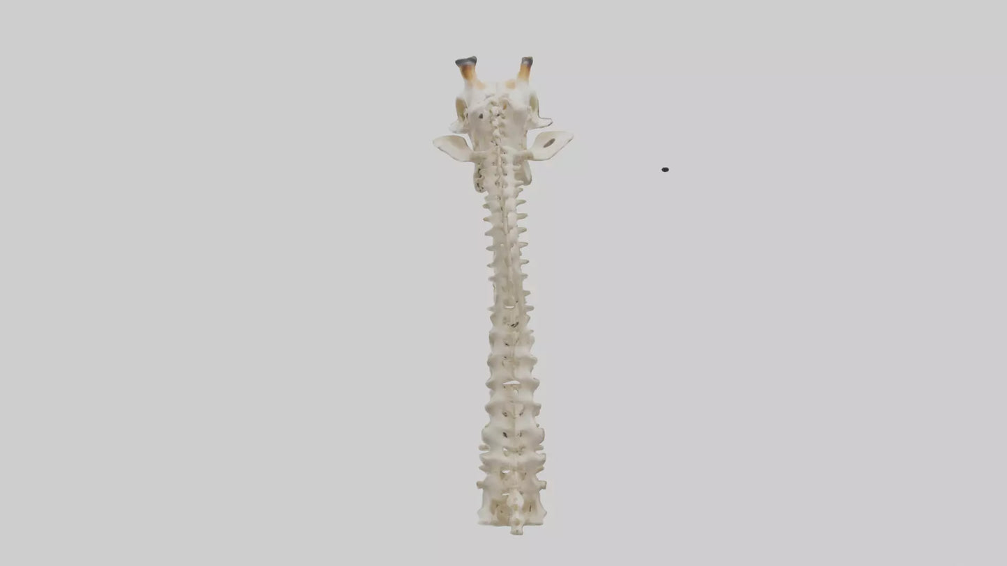 3D model Giraffe Neck Skeleton model VR / AR / low-poly