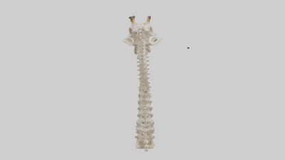 3D model Giraffe Neck Skeleton model VR / AR / low-poly