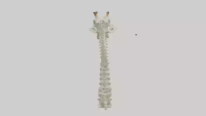 3D model Giraffe Neck Skeleton model VR / AR / low-poly