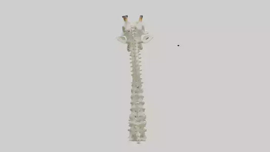 3D model Giraffe Neck Skeleton model VR / AR / low-poly