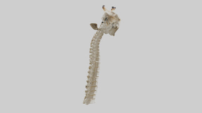 3D model Giraffe Neck Skeleton model VR / AR / low-poly
