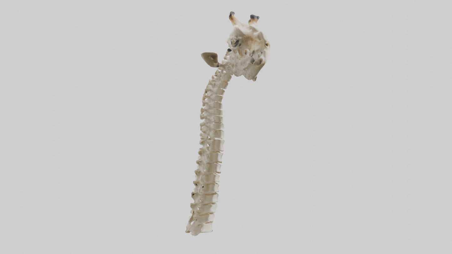 3D model Giraffe Neck Skeleton model VR / AR / low-poly