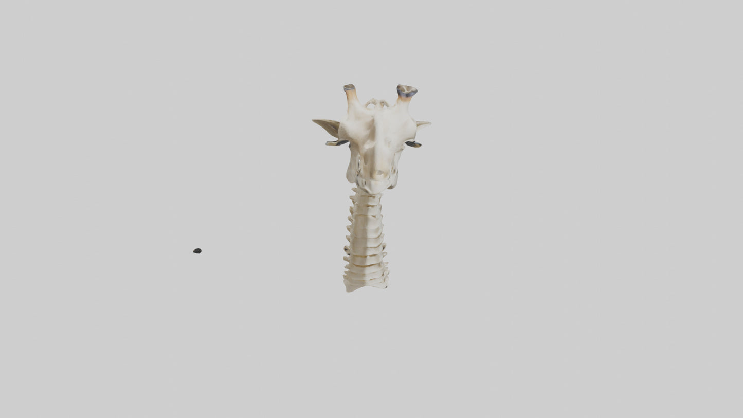 3D model Giraffe Neck Skeleton model VR / AR / low-poly
