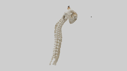 3D model Giraffe Neck Skeleton model VR / AR / low-poly