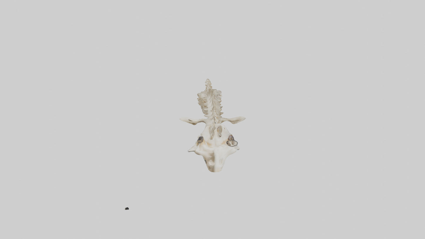 3D model Giraffe Neck Skeleton model VR / AR / low-poly