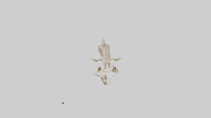 3D model Giraffe Neck Skeleton model VR / AR / low-poly