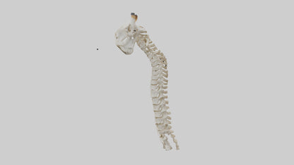 3D model Giraffe Neck Skeleton model VR / AR / low-poly