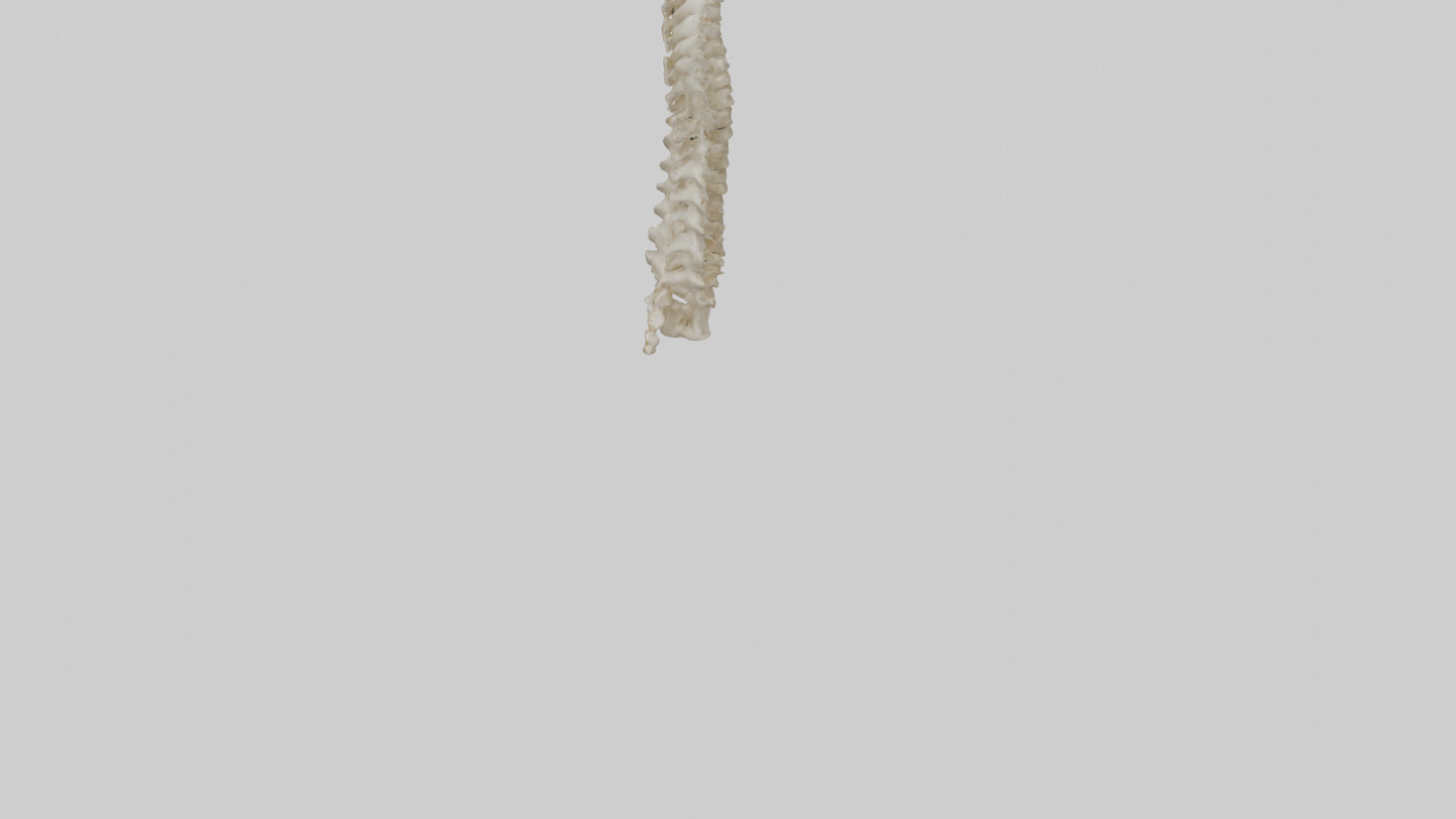 3D model Giraffe Neck Skeleton model VR / AR / low-poly