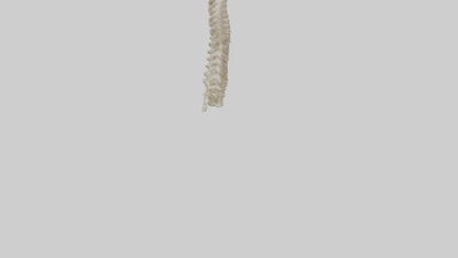 3D model Giraffe Neck Skeleton model VR / AR / low-poly