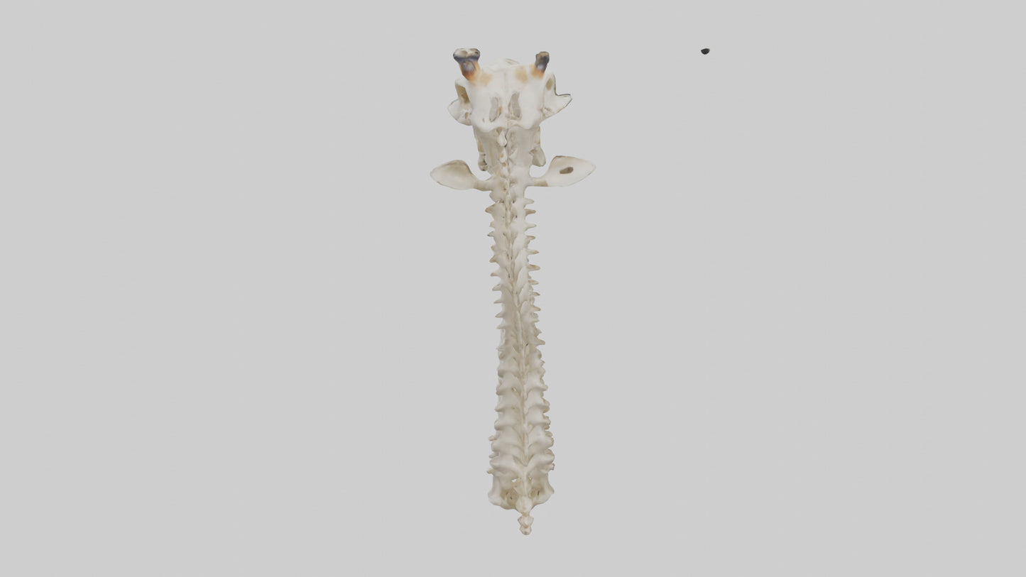 3D model Giraffe Neck Skeleton model VR / AR / low-poly