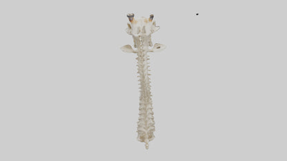 3D model Giraffe Neck Skeleton model VR / AR / low-poly