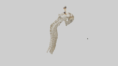 3D model Giraffe Neck Skeleton model VR / AR / low-poly