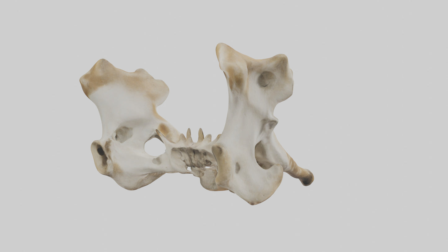3D model Giraffe Pelvis VR / AR / low-poly