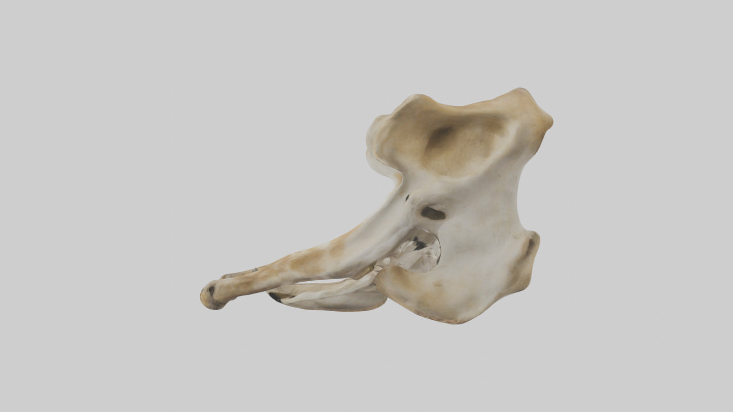 3D model Giraffe Pelvis VR / AR / low-poly