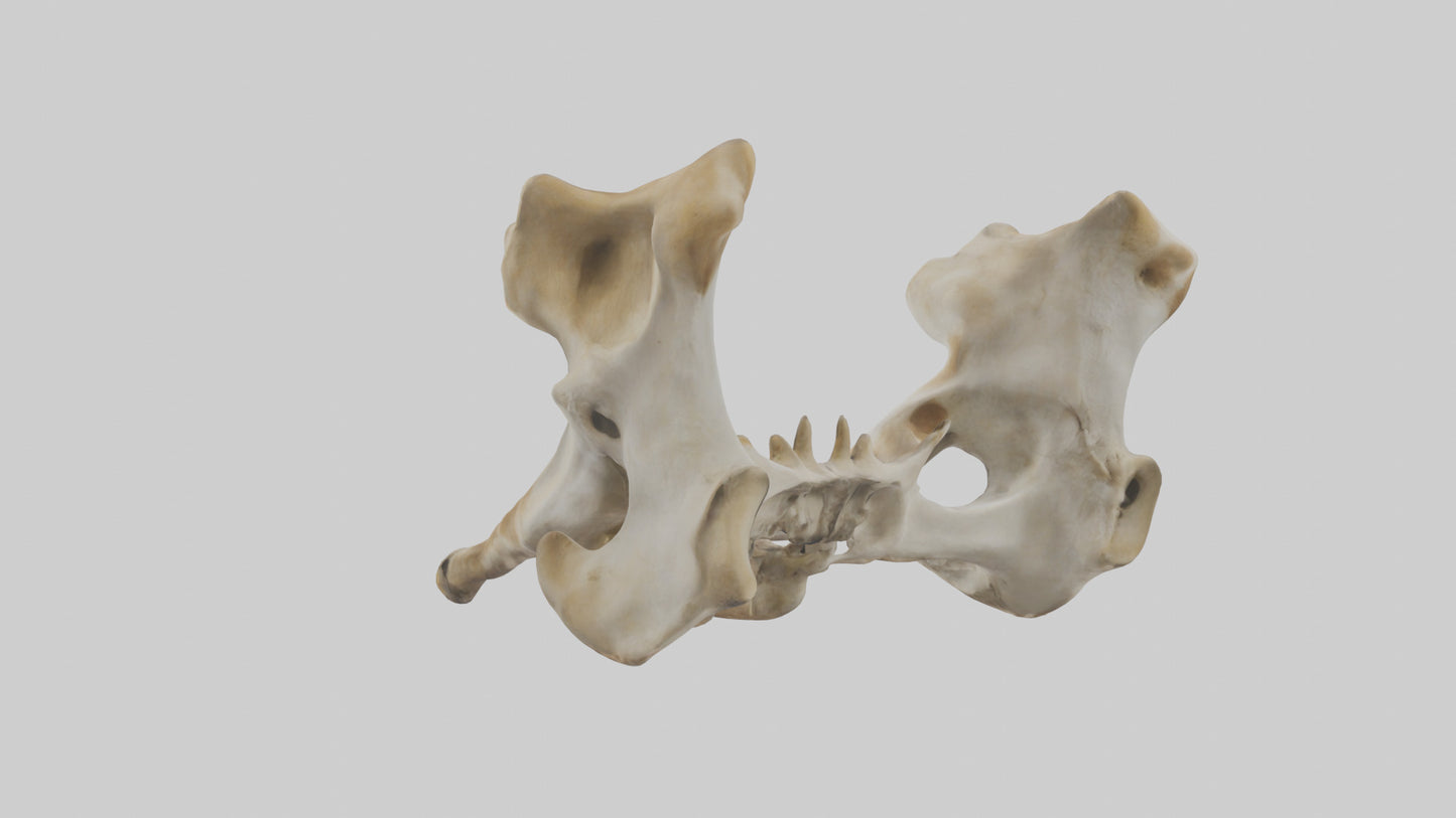 3D model Giraffe Pelvis VR / AR / low-poly