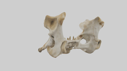 3D model Giraffe Pelvis VR / AR / low-poly